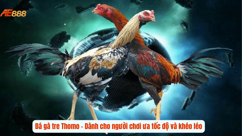 Đá gà tre Thomo – Dành cho người chơi ưa tốc độ và khéo léo